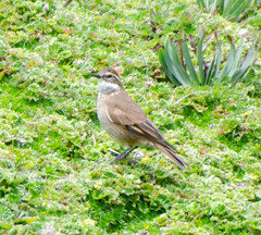 Cinclodes albidiventris