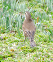 Cinclodes albidiventris