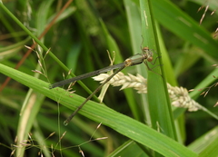 Chalcolestes viridis