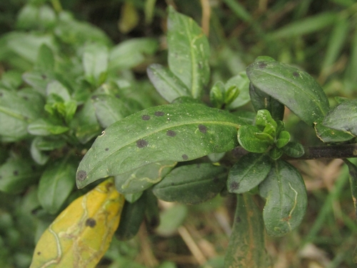 Image of Vestia foetida by (c) Bruno Avilez, some rights reserved (CC BY)