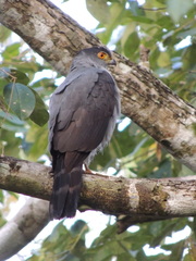 Accipiter bicolor