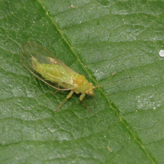 Psylla floccosa