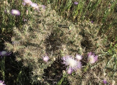 Cylindropuntia davisii