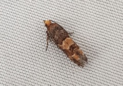 Eucopina tocullionana