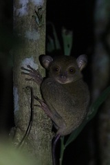 Cephalopachus bancanus