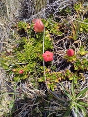 Gentianella rupicola