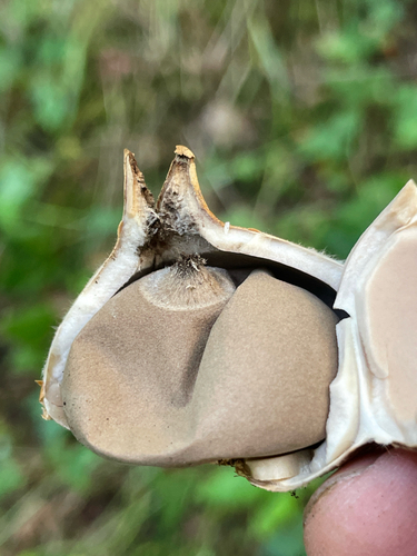 Geastrum saccatum (Photo 2 of 5)