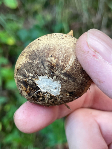 Geastrum saccatum (Photo 3 of 5)