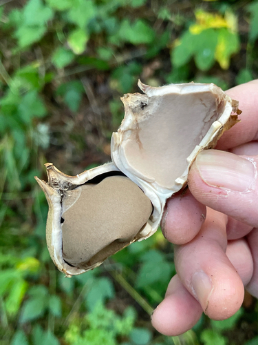 Geastrum saccatum