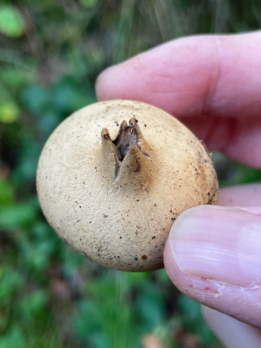 Geastrum saccatum (Photo 4 of 5)