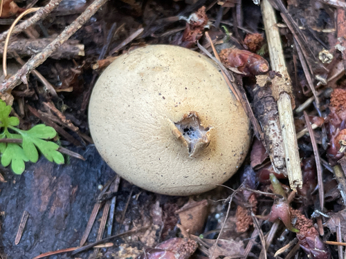 Geastrum saccatum (Photo 5 of 5)