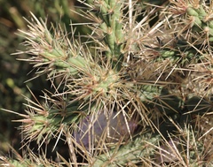 Cylindropuntia davisii