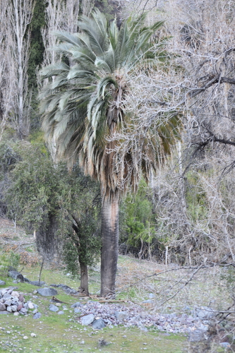 Jubaea chilensis