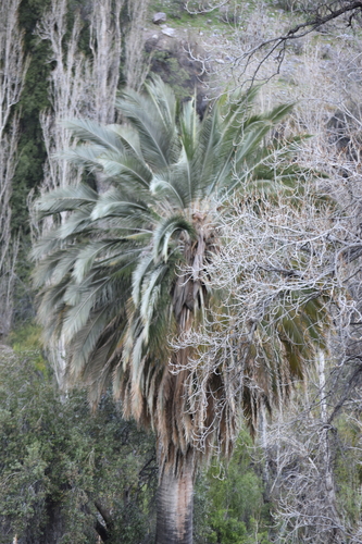 Jubaea chilensis