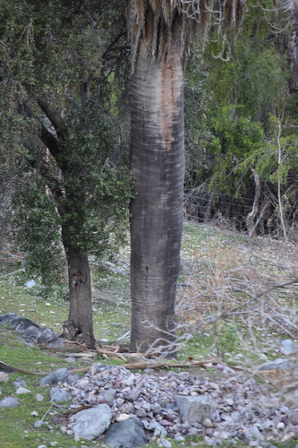 Jubaea chilensis