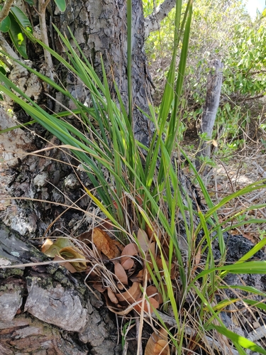 Dianella adenanthera observed 2024-08-31