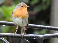 Erithacus rubecula