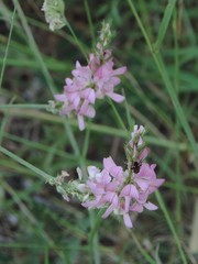 Onobrychis viciifolia