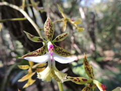 Epidendrum stamfordianum
