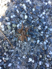 Aptostichus miwok