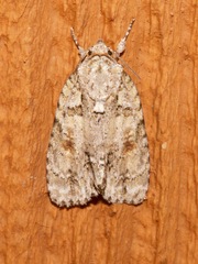 Acronicta exilis