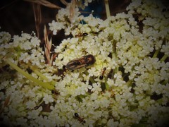 Acmaeoderella cypriota gerae