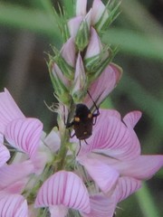 Closterotomus cinctipes