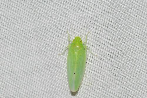 Macroceratogonia aurea observed 2024-07-31