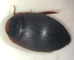 Agabetes acuductus