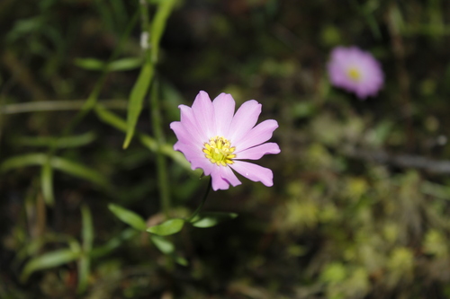 Image of Sabatia kennedyana by (c) Alex Karasoulos, some rights reserved (CC BY)
