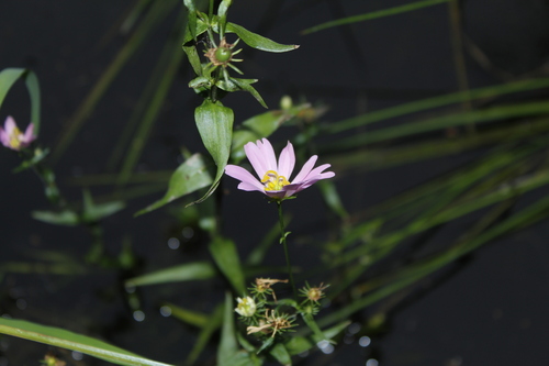 Image of Sabatia kennedyana by (c) Alex Karasoulos, some rights reserved (CC BY)