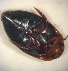 Agabetes acuductus