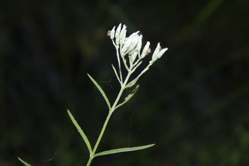 New England Boneset (Eupatorium novae)