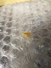 Aleimma loeflingiana