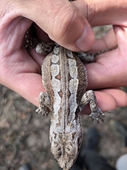 Mallee Heath Lashtail photo 3