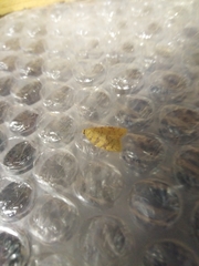 Aleimma loeflingiana