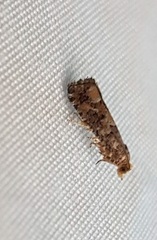 Eucopina tocullionana