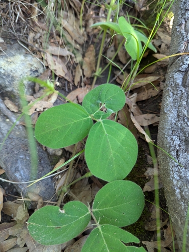 Cape Tick-Trefoil (Desmodium prostratum)