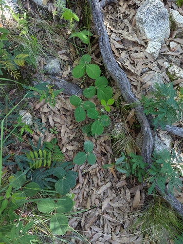 Image of Desmodium prostratum by (c) Abraham Sánchez Romero, some rights reserved (CC BY)