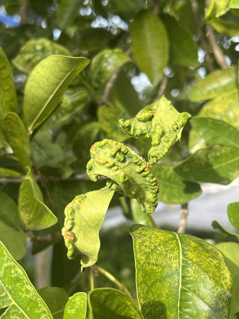 Holopothrips tabebuia