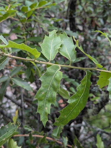 Quercus devia (Quercus devia)