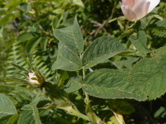 Rosa tomentosa