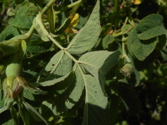 Rosa tomentosa