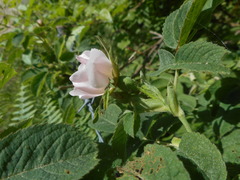 Rosa tomentosa