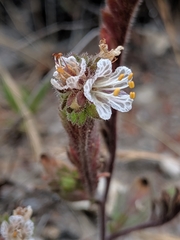 Phacelia grisea
