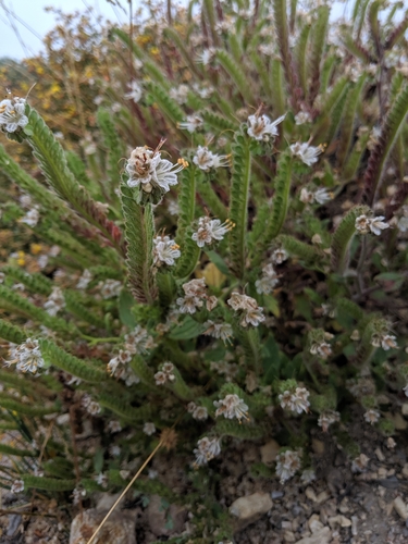 Image of Phacelia grisea by no rights reserved