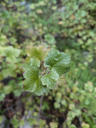 Brandegee's Currant (Ribes brandegeei)