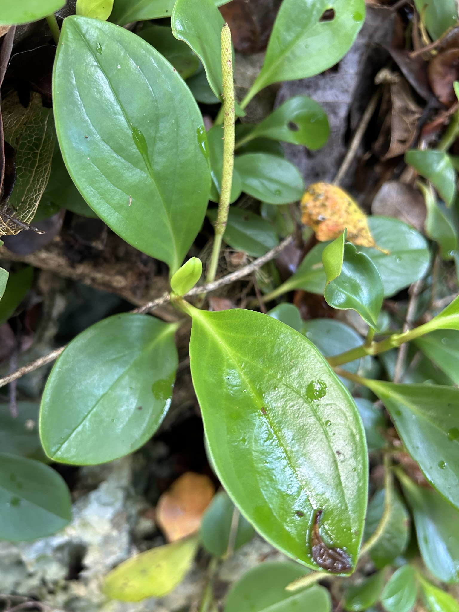 Imagem de Peperomia limão