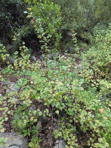 Image of Ribes brandegeei by (c) Abraham Sánchez Romero, some rights reserved (CC BY)