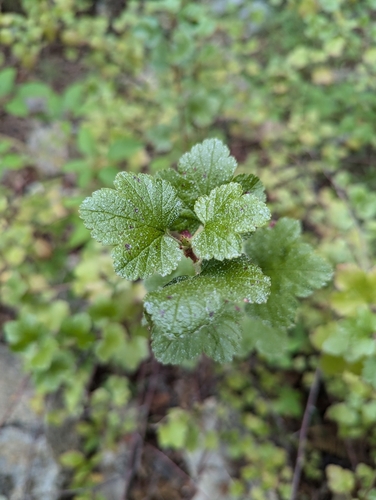 Image of Ribes brandegeei by (c) Abraham Sánchez Romero, some rights reserved (CC BY)